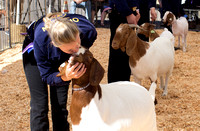 County fair goats