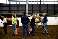 Horse training show