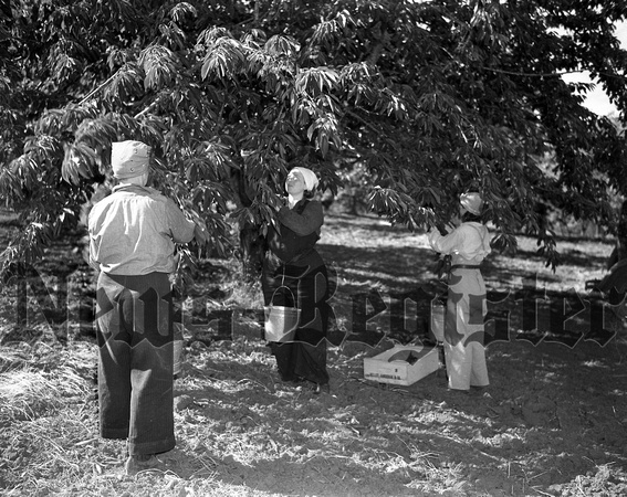 1939 Agricultural scene; Hillcrest Orchards-1