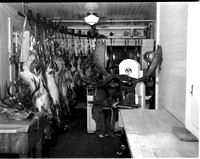 1947-10 Carlton Butcher, Deer.jpeg