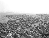 1936-11-19 Tighlman Derr Turkey Farm-3