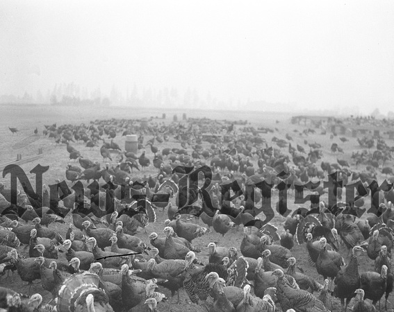 1936-11-19 Tighlman Derr Turkey Farm-3