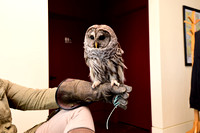 Owl photos