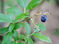 170720-Blueberries-002