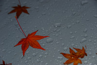 rain and leaf_RAE_9495