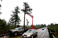 Three Mile Lane bridge tree removal