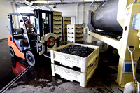 Argyle winery grapes