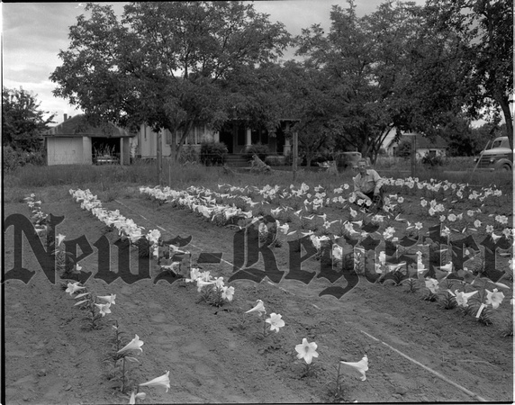 1946-7-25 Robert Travis and Easter Lilly Cultivation 1.jpeg