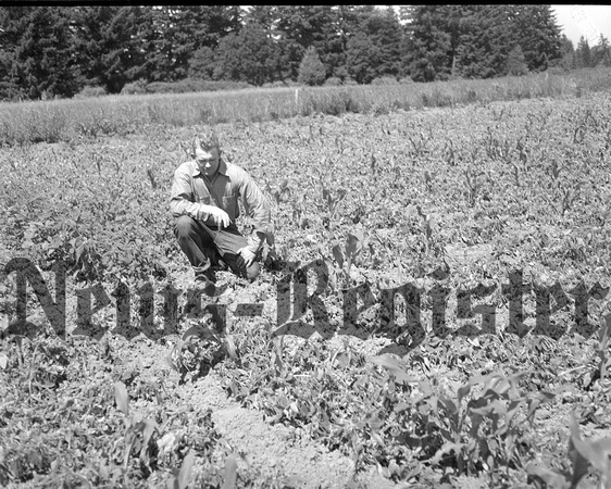 1947-8 Farming scene 3.jpeg