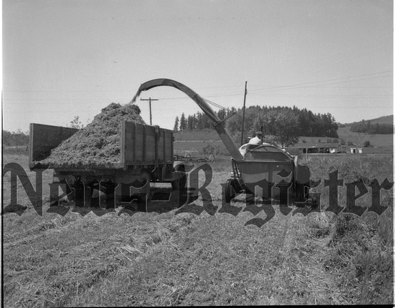 1950-6-8 Alderman Farms Grass Silage 1.jpeg