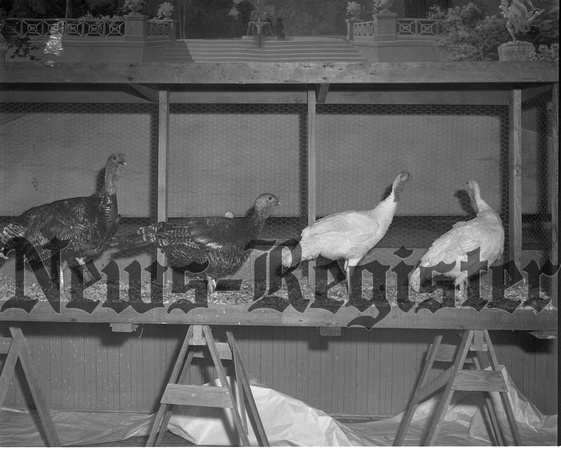 1951-12 Pacific Coast Turkey Exhibit-Top four birds in final judging  1.jpeg