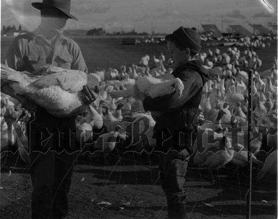 1951-11-29 E.L. Fisher and son handling turkeys- entreis in  Pacific Coast Turkey Exhibit 1.jpeg