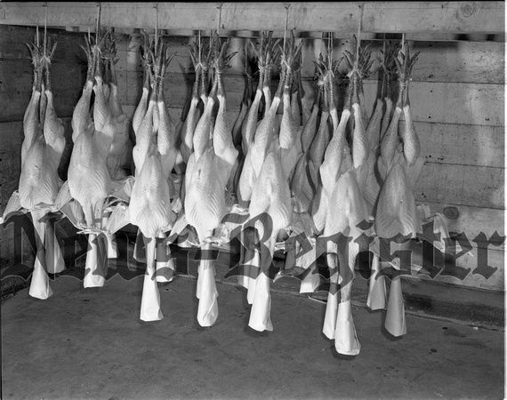 1949-8-4 Northwest Poultry Co.- First turkeys killed.jpeg