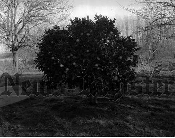 1948-1 Orange Tree LaFollete Farm, Wheatland.jpeg