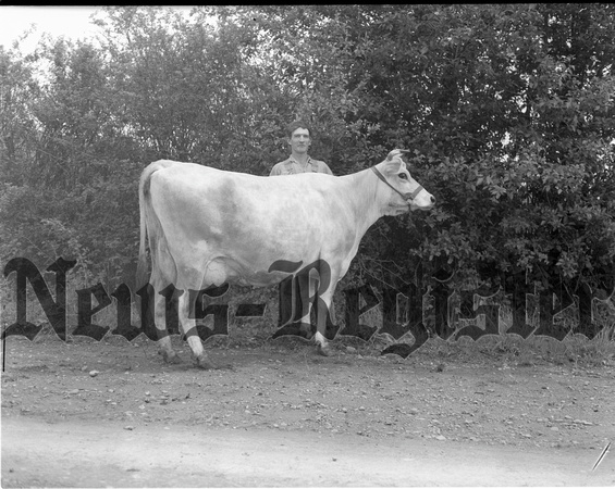 1949-5-5 Warner, A.W. and prize cow.jpeg