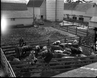 1950-1 Heifers for Relief 1.jpeg