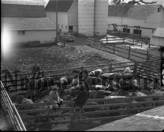 1950-1 Heifers for Relief 1.jpeg