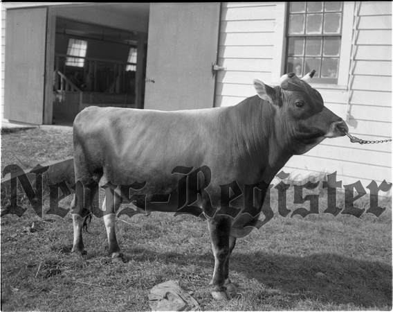 1949-10-20 Grand Champion Bull 1.jpeg