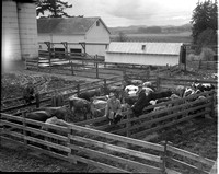 1950-1 Heifers for Relief 6.jpeg