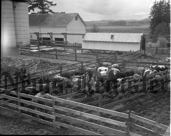 1950-1 Heifers for Relief 6.jpeg