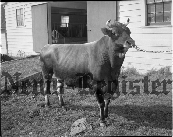 1949-10-20 Grand Champion Bull 3.jpeg