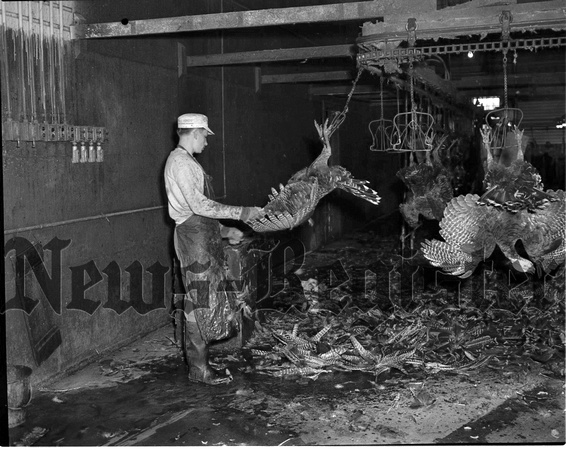 1947-9 Turkey Kill .jpeg