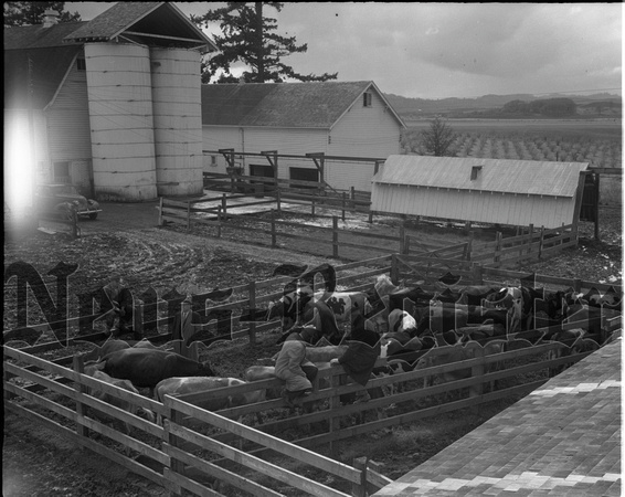 1950-1 Heifers for Relief 2.jpeg