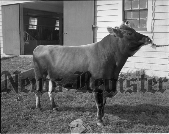 1949-10-20 Grand Champion Bull.jpeg