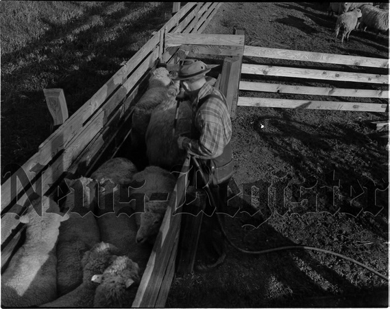 1947-11 Sheep Shearing.jpeg