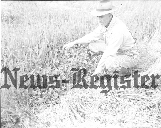 1949-5 Crater, Harry inspecting clover crop 1.jpeg