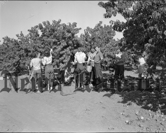 1949-9-15 Children's Farm Home peaches at Johnson Farm.jpeg