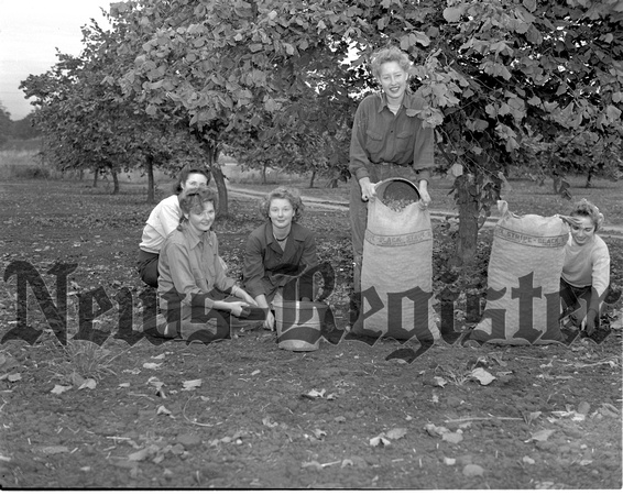 1947-9 Filbert Harvest.jpeg