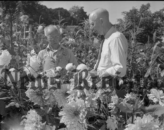 1949-9-22 Men's Garden Cub show, preparing.jpeg