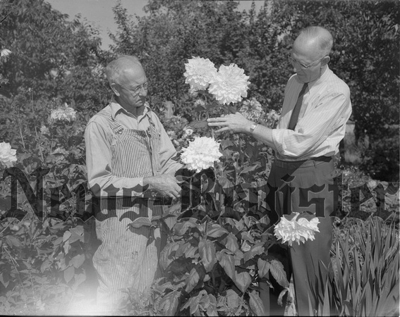 1949-9-22 Men's Garden Cub show, preparing 1.jpeg