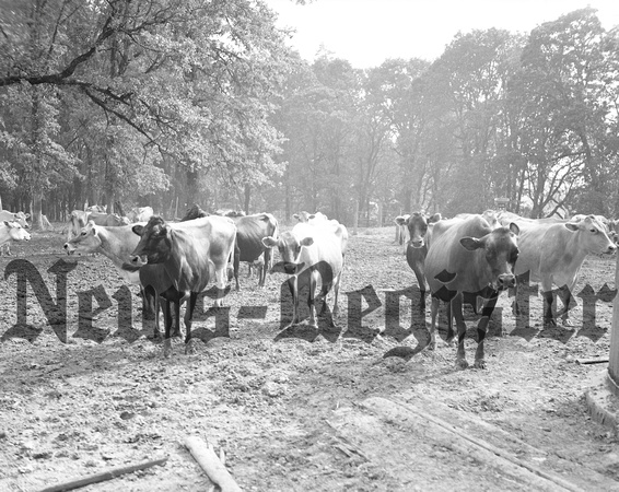 1937-5-13 Gray Ranch cattle-1