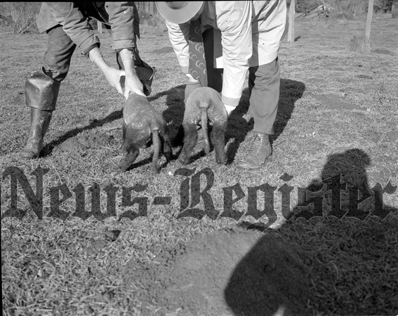 1948-1 Sheep.jpeg