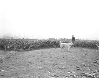 1936-11-19 Tighlman Derr Turkey Farm-2