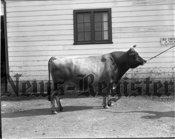 1946-6-6 Yamhill Co. Jersey Cattle club Spring Show winners 1.jpeg