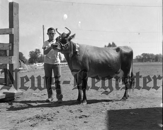 1949-9-8 Jacobs, George and Cow--Champion showman.jpeg