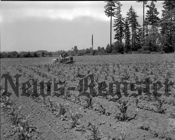 1947-8 Farming scene 1.jpeg