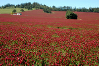 Clover Field, McDougall Road