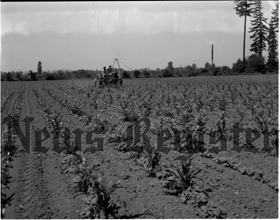 1947-8 Farming scene.jpeg
