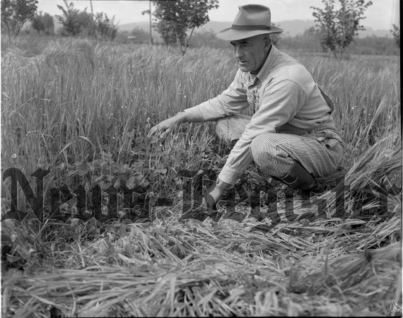 1949-5 Crater, Harry inspecting clover crop.jpeg