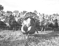 1936-11-19 Tighlman Derr Turkey Farm-4