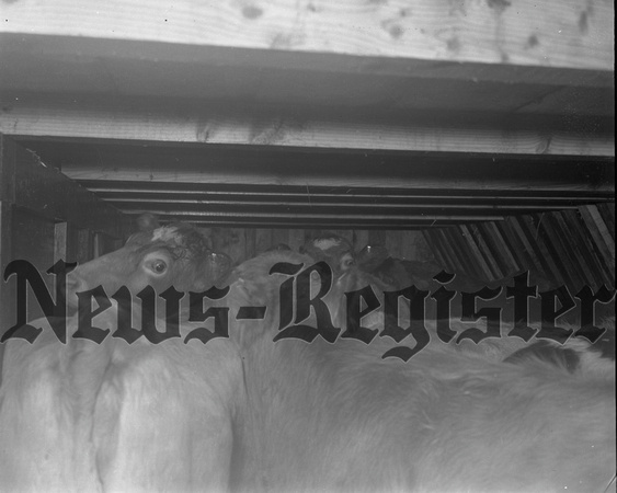 1950-1 Heifers for Relief 10.jpeg