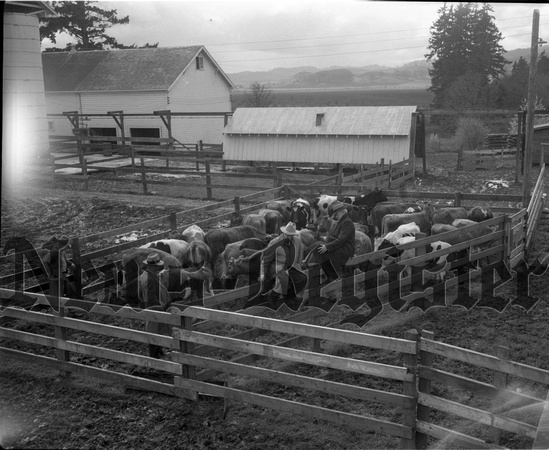 1950-1 Heifers for Relief 3.jpeg