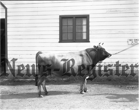 1946-6-6 Yamhill Co. Jersey Cattle club Spring Show winners 3.jpeg