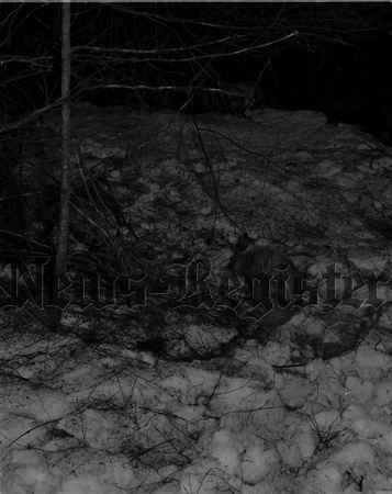 1950-2-21 Deer Bodies Fairdale area.jpeg