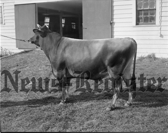 1949-10-20 Grand Champion Bull 2.jpeg