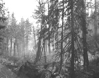 1936-Forest Fire; Fall-2